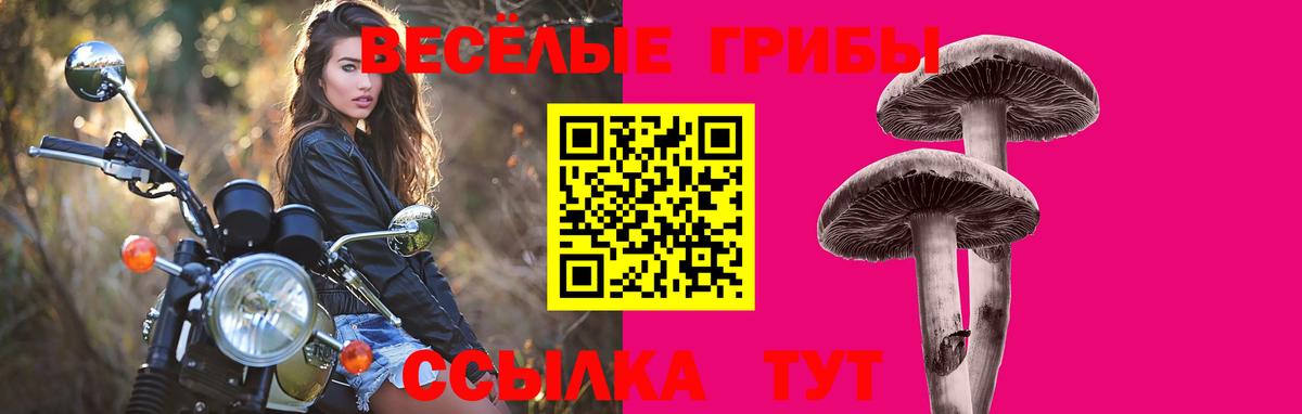 Псилоцибиновые грибы Cubensis Аргун
